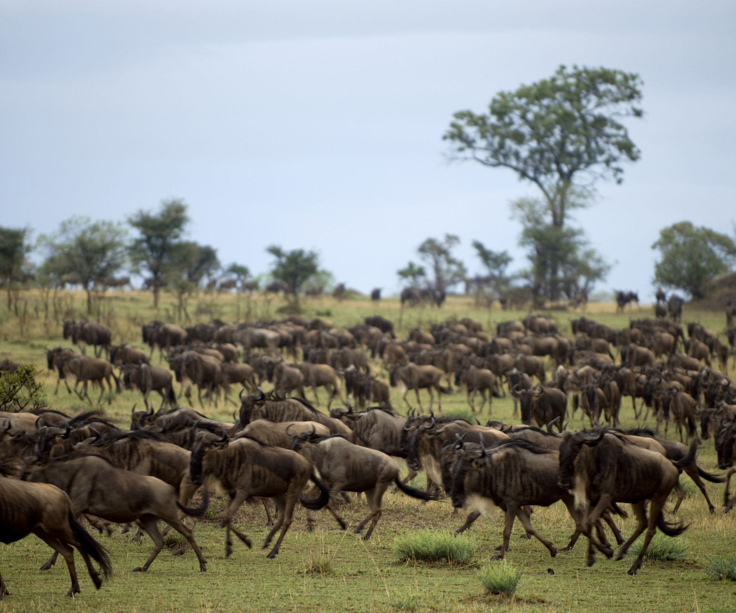 Serengeti National Park