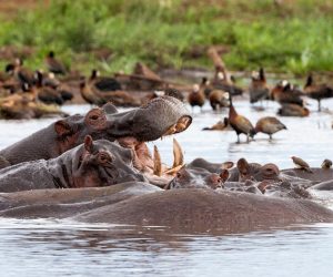 Hippos at Lake Manyara