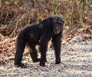 wild chimpanzees at mbeya