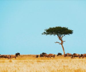wildebeest herd in serengeti