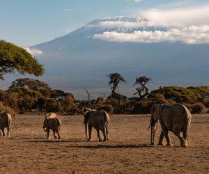 Kilimanjaro and Elephants