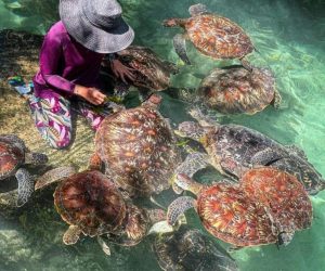 swimming with turtles