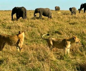 Lions and Elephants in Tanzania
